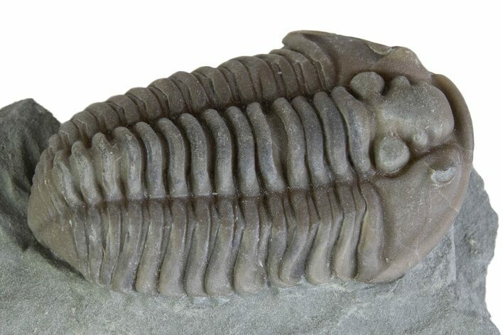 Prone Flexicalymene Trilobite - Mt Orab, Ohio #375190